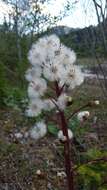 Image of Petasites paradoxus (Retz.) Baumg.