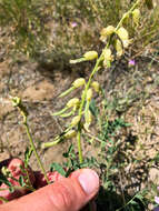 Image of hillside milkvetch