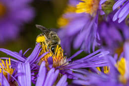 Imagem de Colletes compactus Cresson 1868