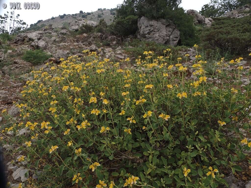 Image of Phlomis chrysophylla Boiss.