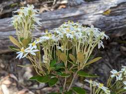 Olearia persoonioides (DC.) Benth. resmi