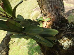 Image de Aerides ringens (Lindl.) C. E. C. Fisch.