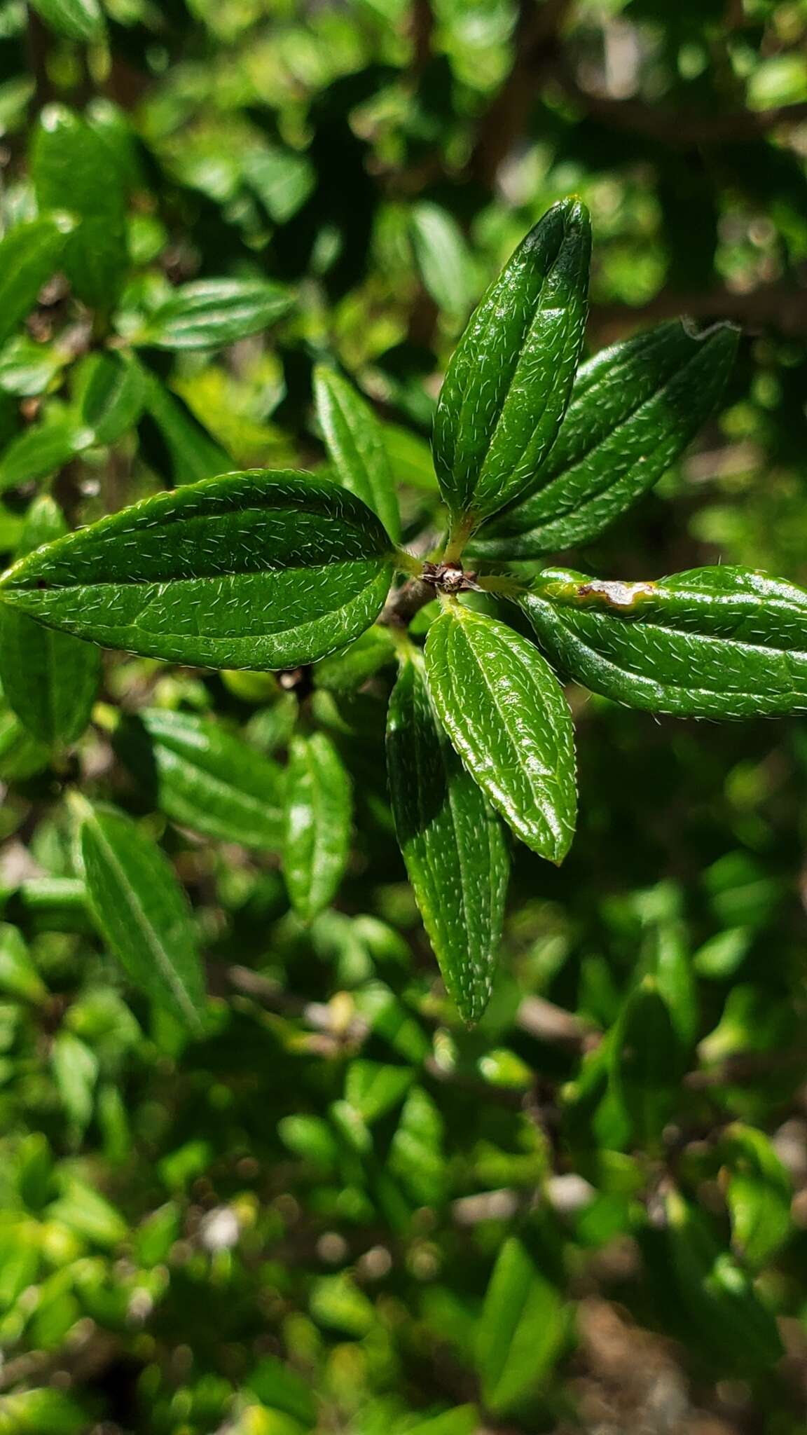 Imagem de Philadelphus texensis S. Y. Hu