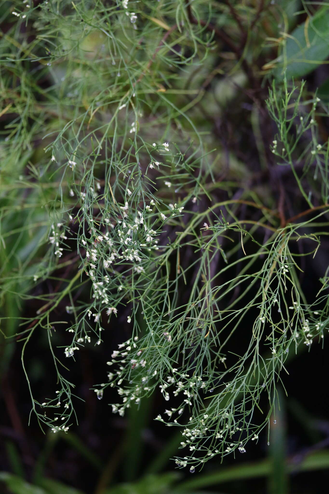 Слика од Baccharis angustifolia Michx.