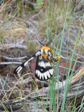 Image of Hera Buckmoth