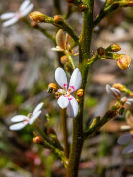 Image of Stylidium crassifolium R. Br.