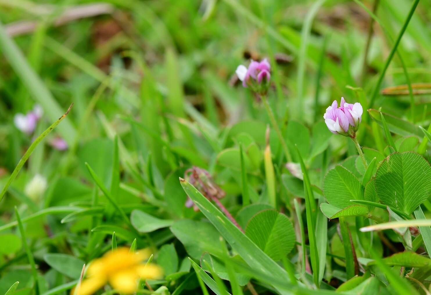 Image of Aztec Clover