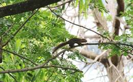 Image of Plantain Squirrel