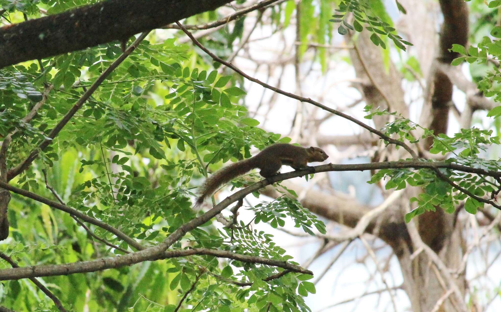 Image of Plantain Squirrel