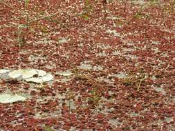 Image of Azolla pinnata subsp. africana (Desv.) R. M. K. Saunders & K. Fowler