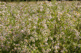 Boltonia decurrens (Torr. & A. Gray) Wood resmi