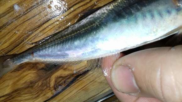 Image of Atlantic Horse Mackerel