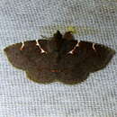 Image of Antiblemma leucocyma Hampson 1926