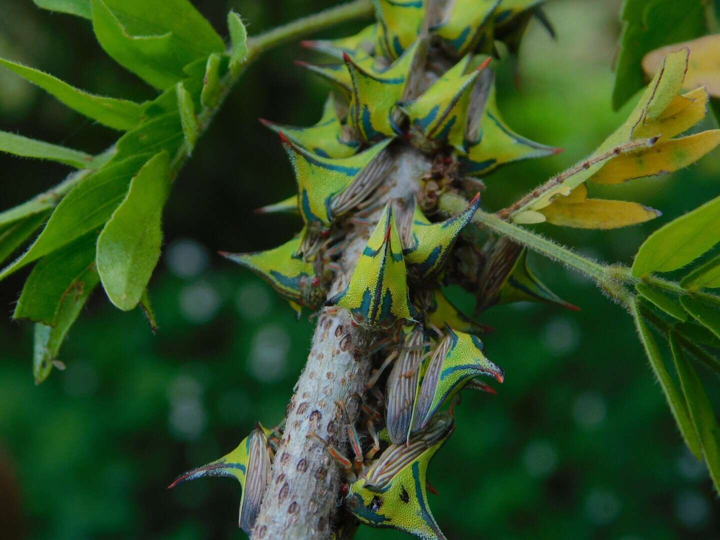 Image of Thorn Treehopper