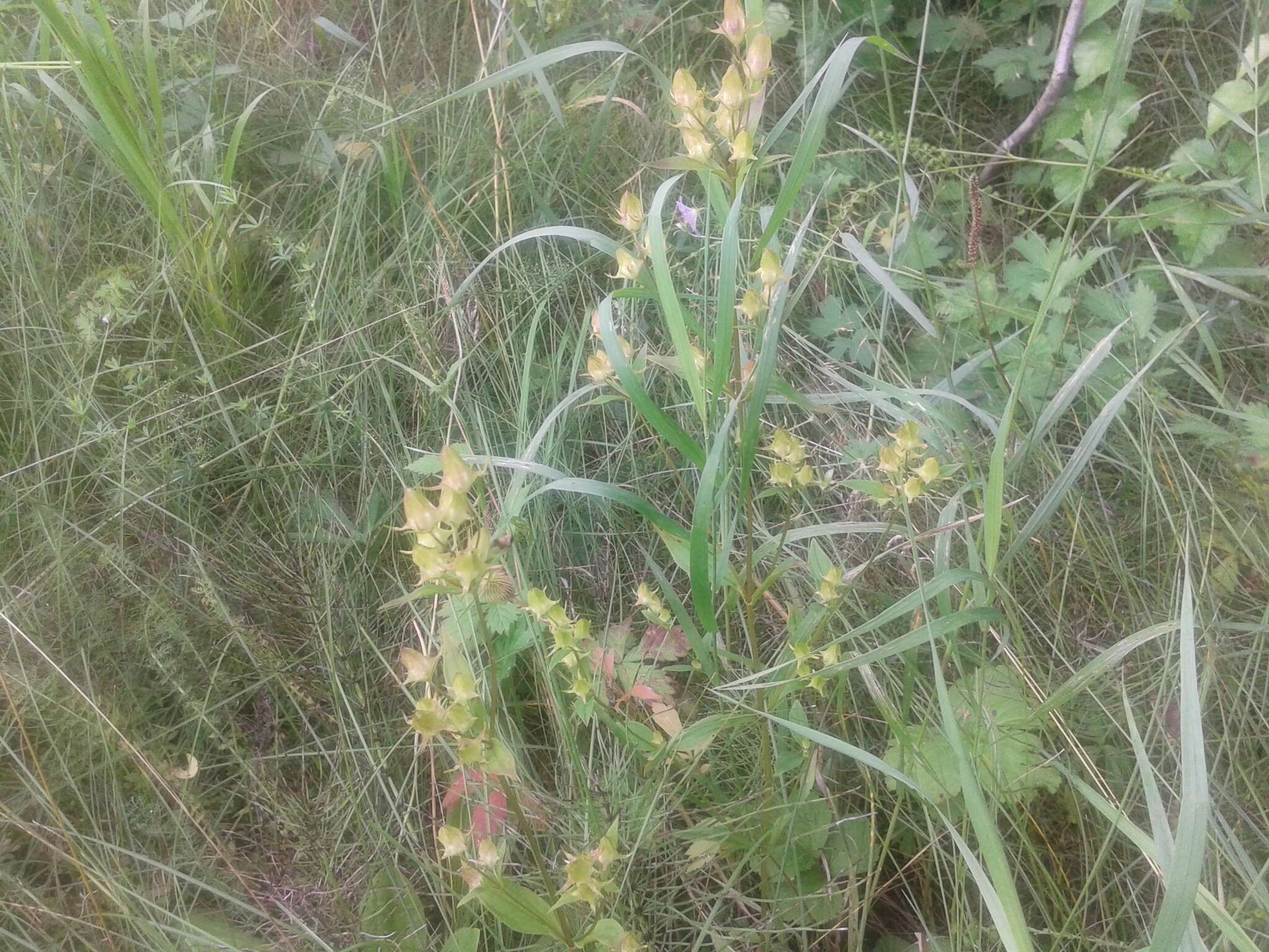 Image of Halenia corniculata (L.) Cornaz