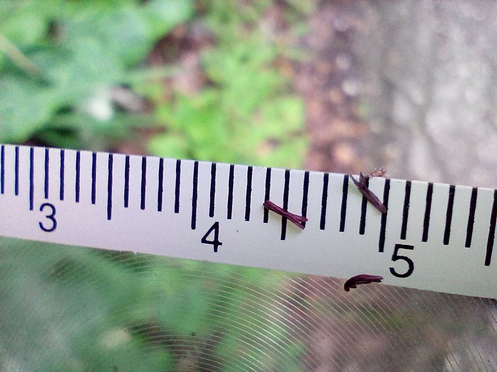 Image of Molinia caerulea subsp. caerulea