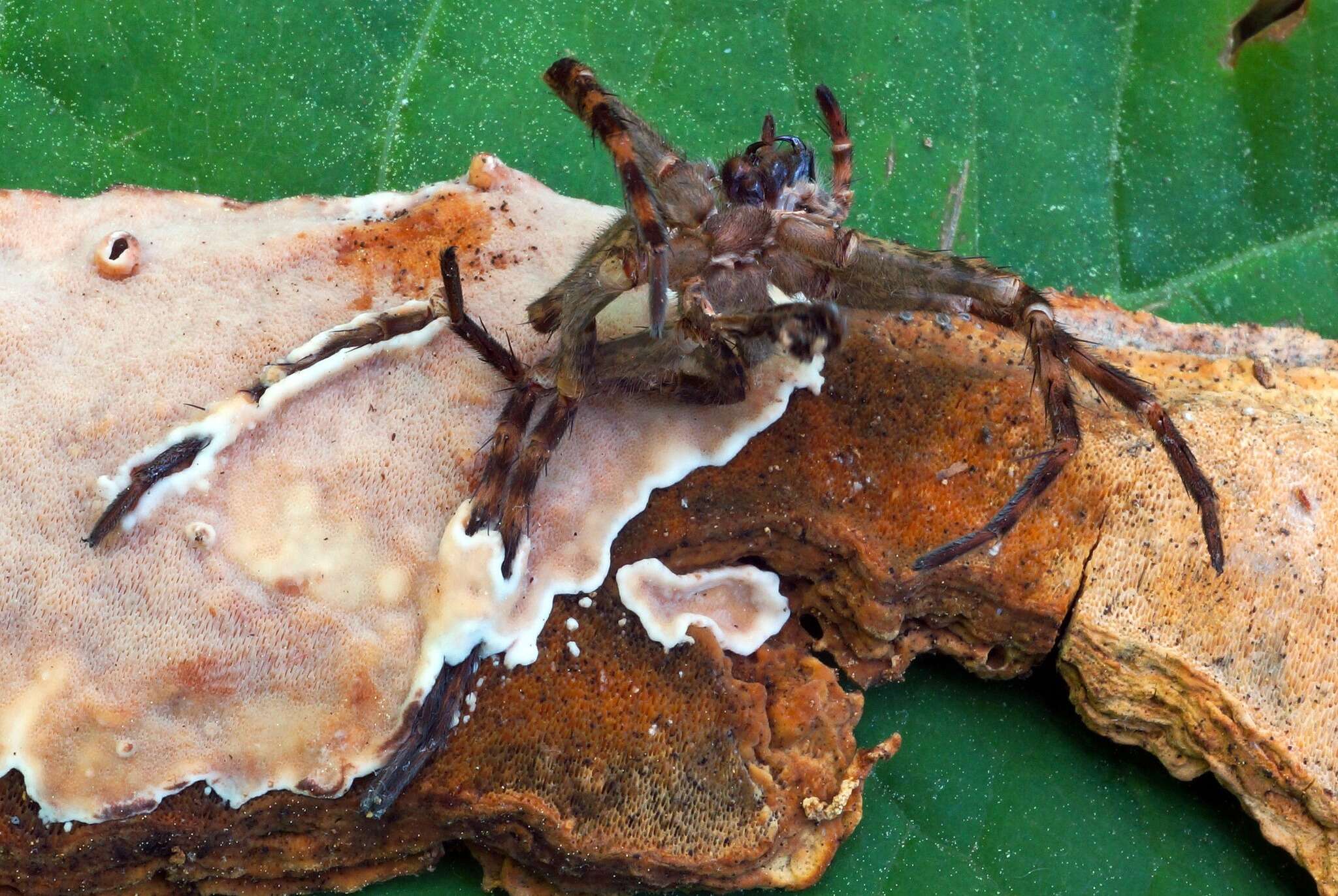 Image of Physisporinus crocatus