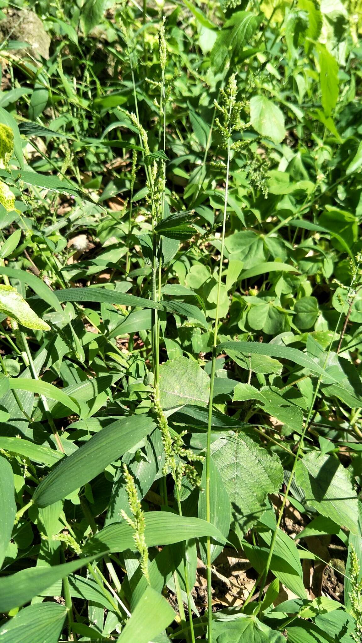 Image of East Indian bristlegrass