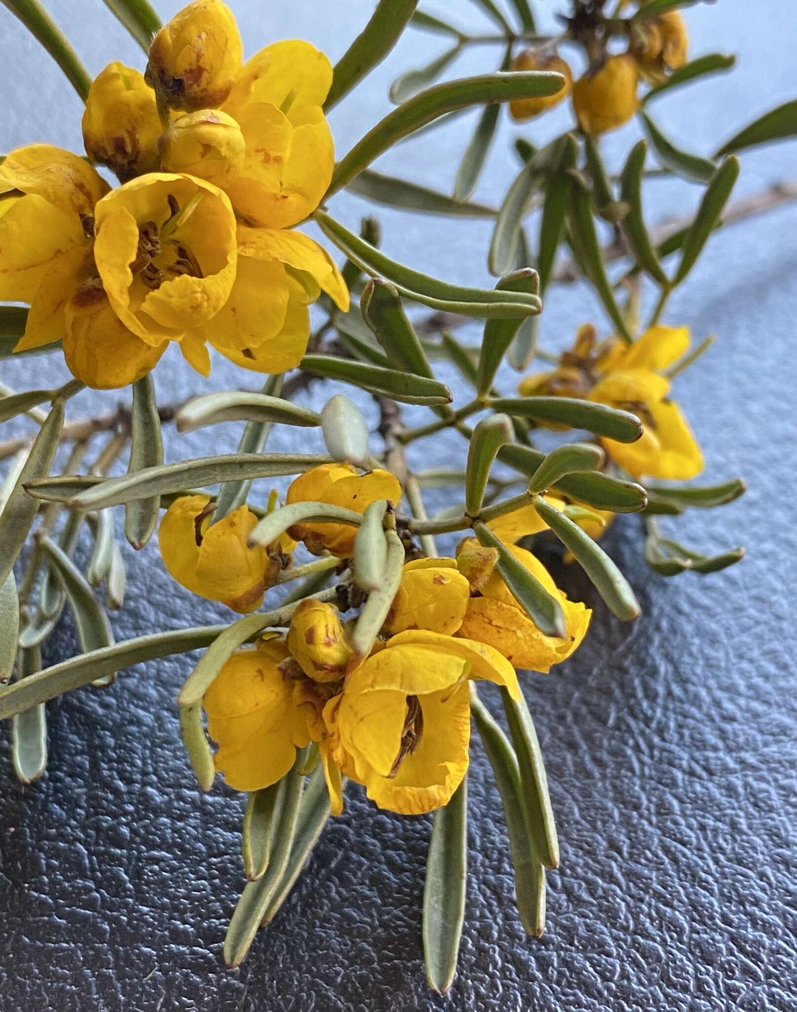 Слика од Senna artemisioides subsp. zygophylla