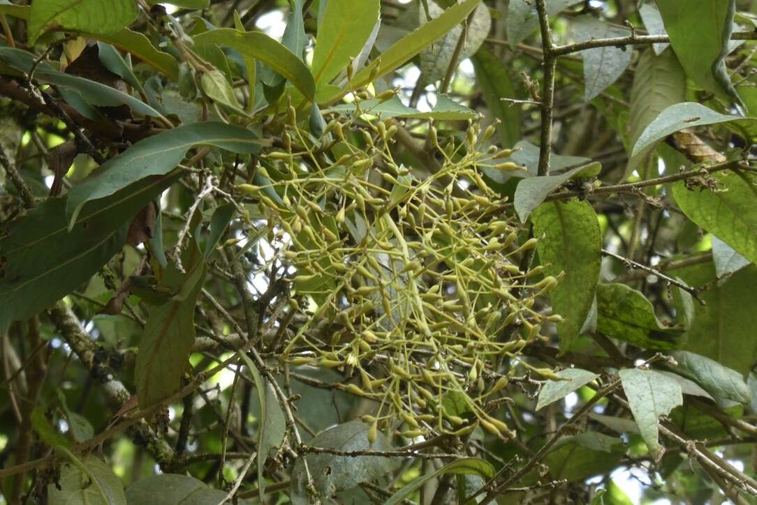 Image of Bocconia integrifolia Kunth