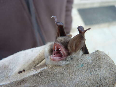 Image of Natterer's Bat