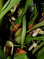 Image of Maxillaria hedwigiae Hamer & Dodson