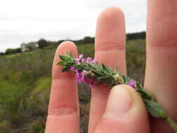 Image of Muraltia thymifolia (Thunb.) DC.