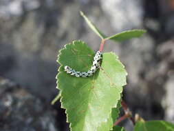 Image of scalloped hazel