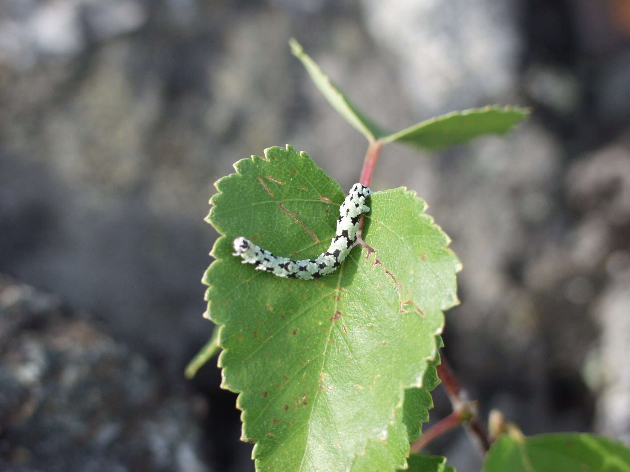 Image of scalloped hazel