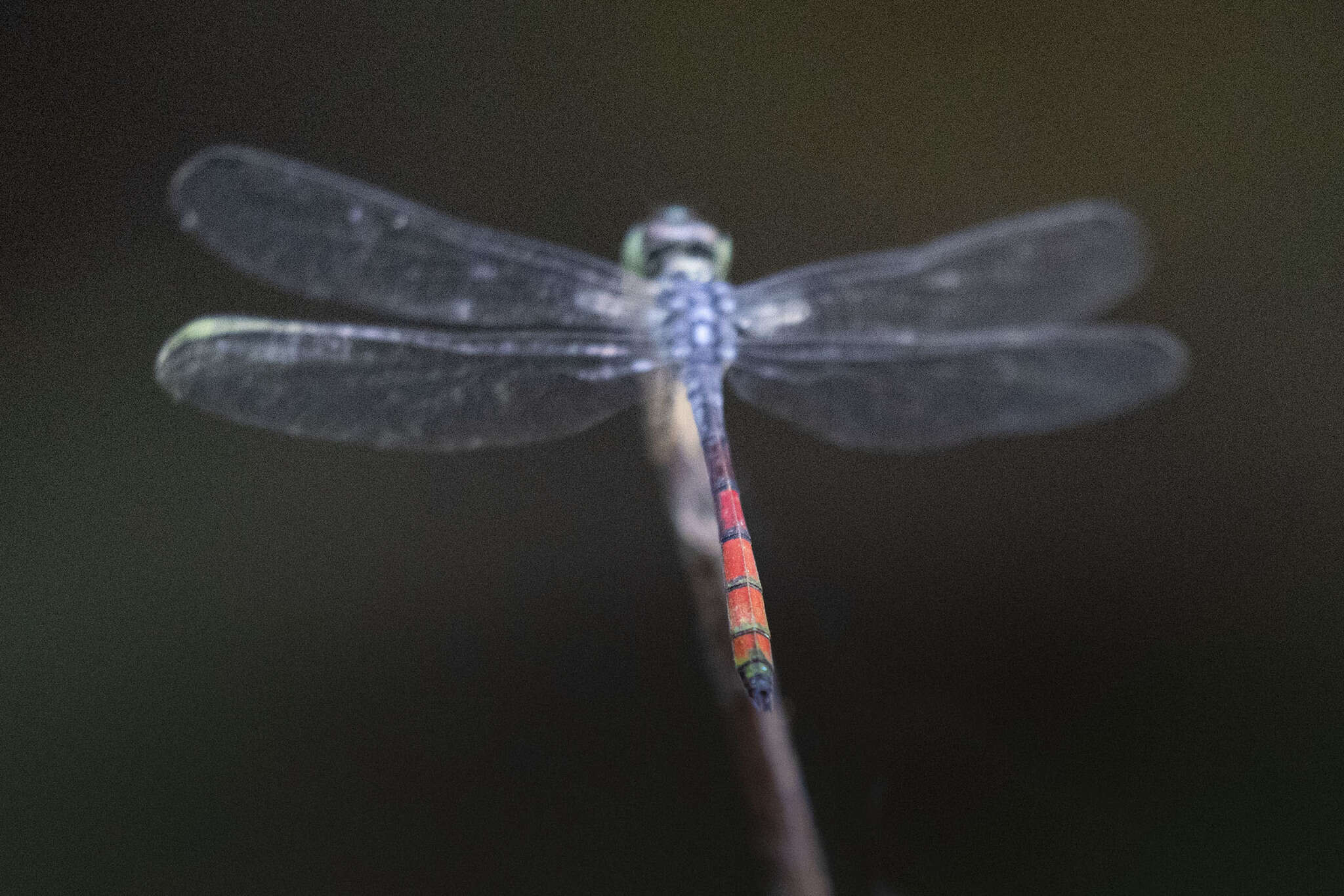 Nesoxenia lineata (Selys 1879) resmi