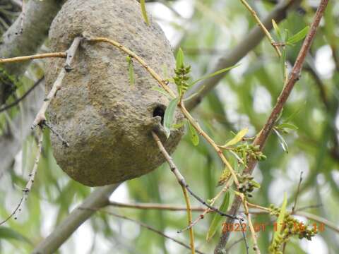 Polybia emaciata Lucas 1879的圖片