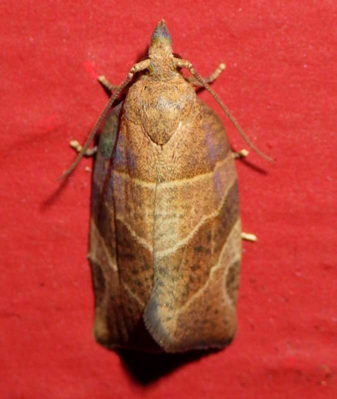 Image of Three-lined Leafroller