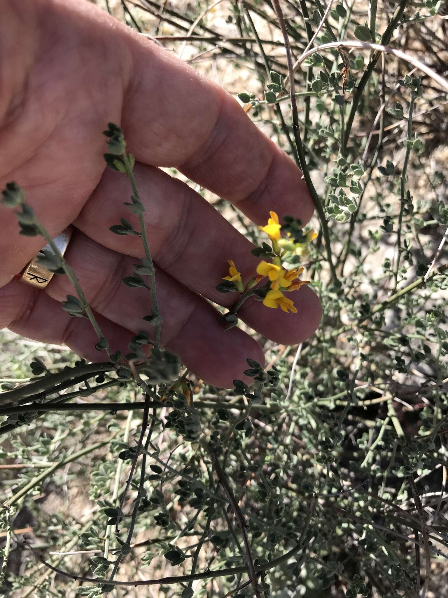 Acmispon glaber var. brevialatus的圖片