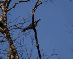 Imagem de Pteroglossus aracari (Linnaeus 1758)