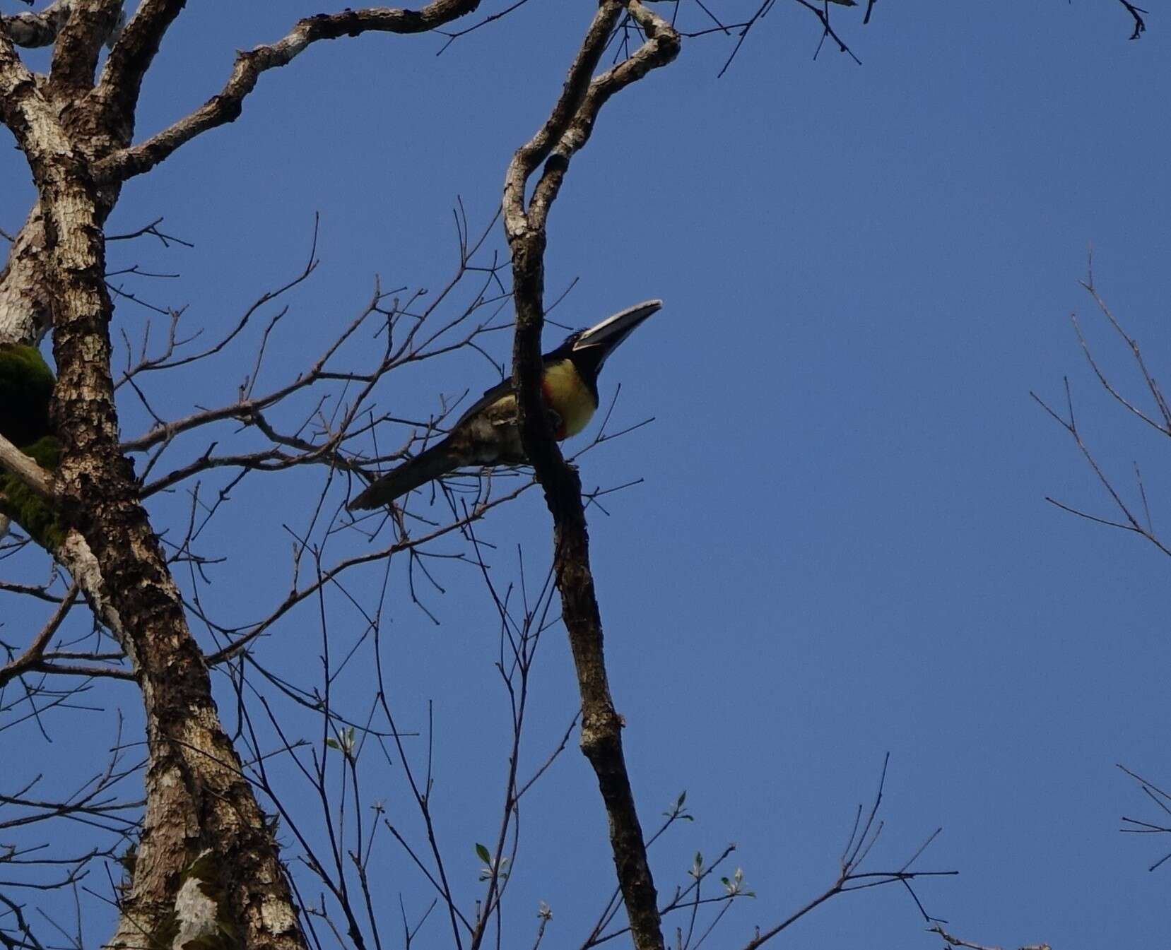 Image of Black-necked Aracari