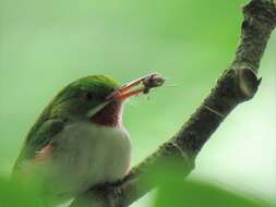 Image of Narrow-billed Tody