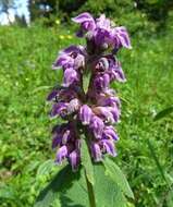 صورة Phlomoides oreophila (Kar. & Kir.) Adylov, Kamelin & Makhm.