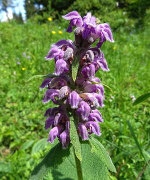 صورة Phlomoides oreophila (Kar. & Kir.) Adylov, Kamelin & Makhm.