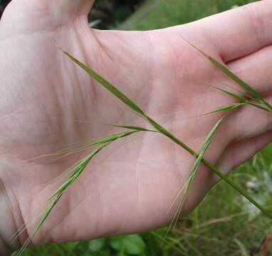 Imagem de Ehrharta stipoides Labill.