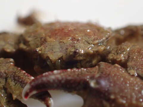 Image of broad-clawed porcelain crab