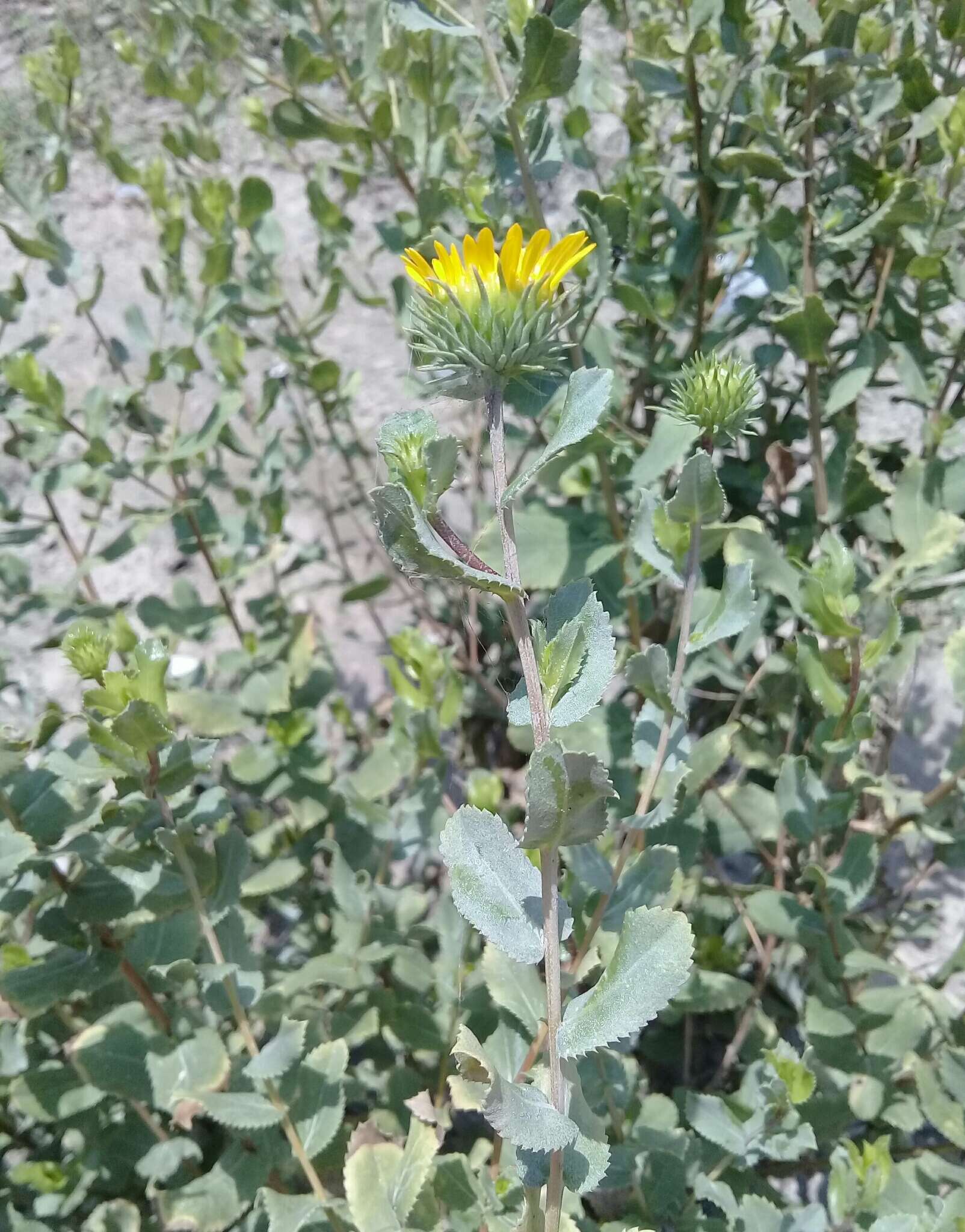 Image of Grindelia lanceolata var. greenei (Steyerm.) G. L. Nesom