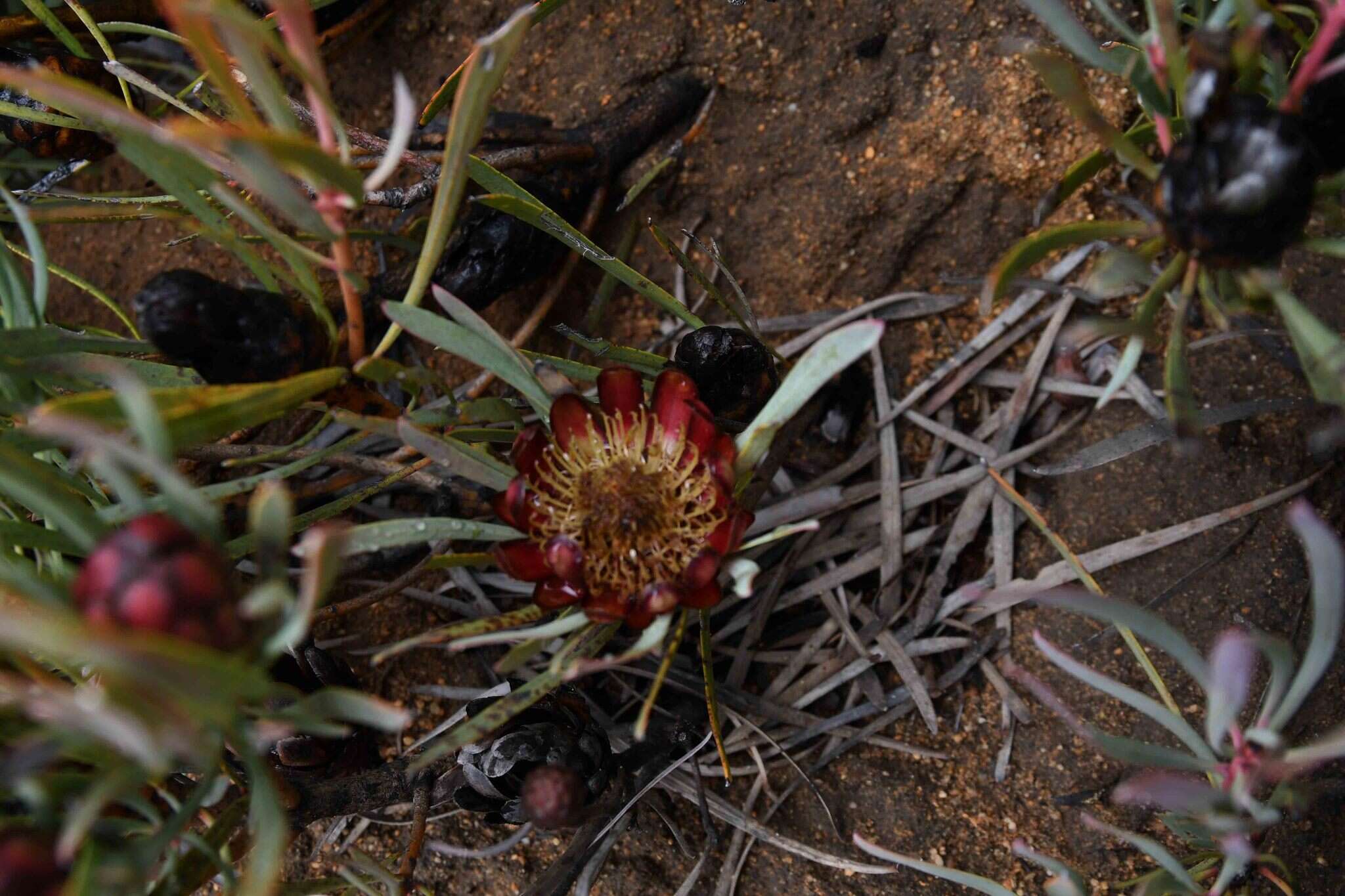 Plancia ëd Protea acuminata Sims