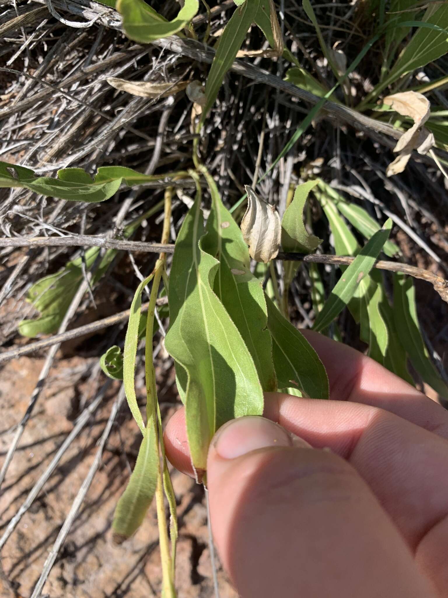 Image of purpledisk helianthella