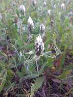 Imagem de Trifolium palaestinum Boiss.