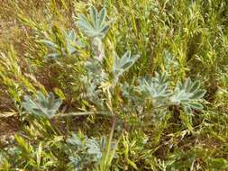 Image of bajada lupine