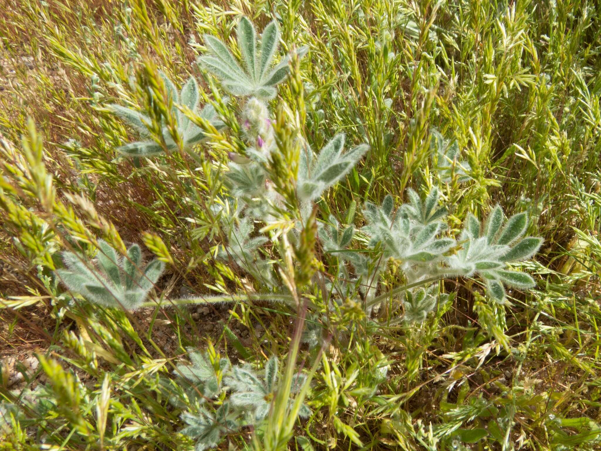 Image of bajada lupine