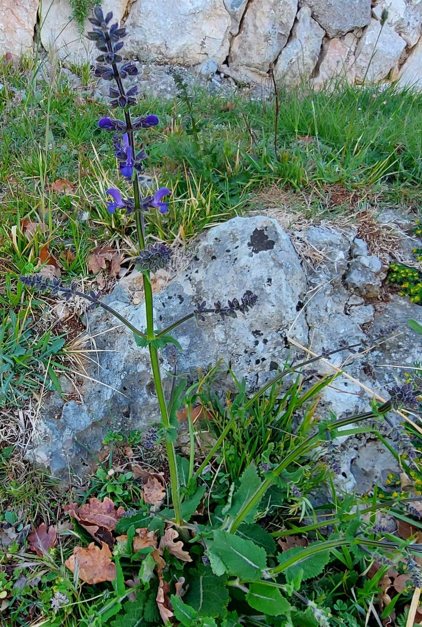 Imagem de Salvia pratensis subsp. pratensis