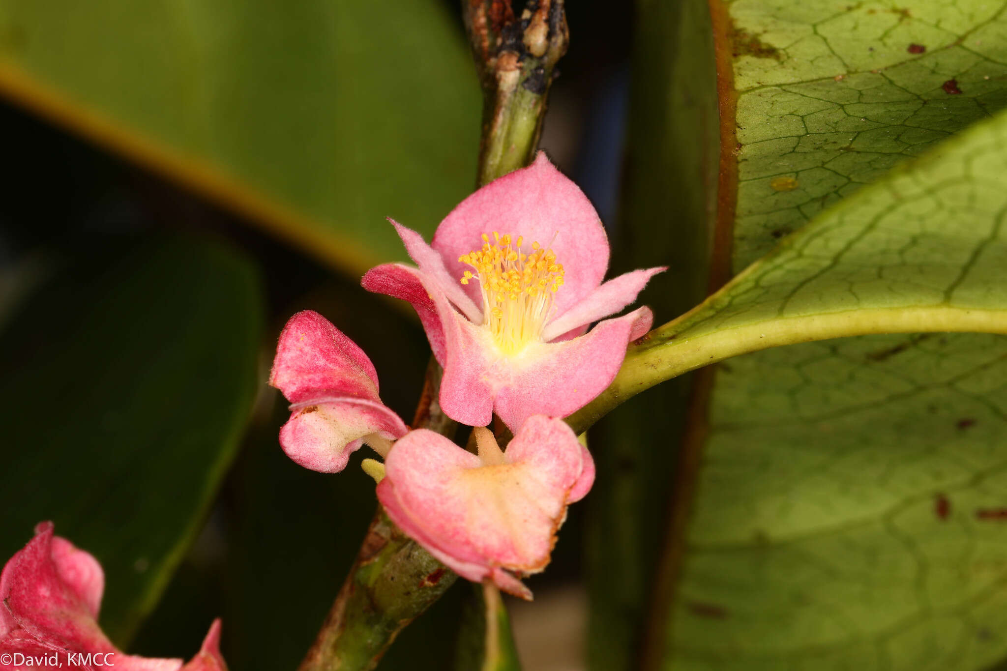 Image of Tisonia coriacea S. Elliot.