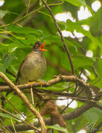 Image of Black-headed Nightingale-Thrush