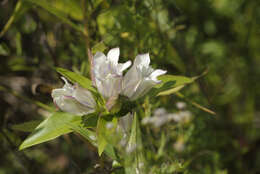 Imagem de Gentiana curtisii J. S. Pringle